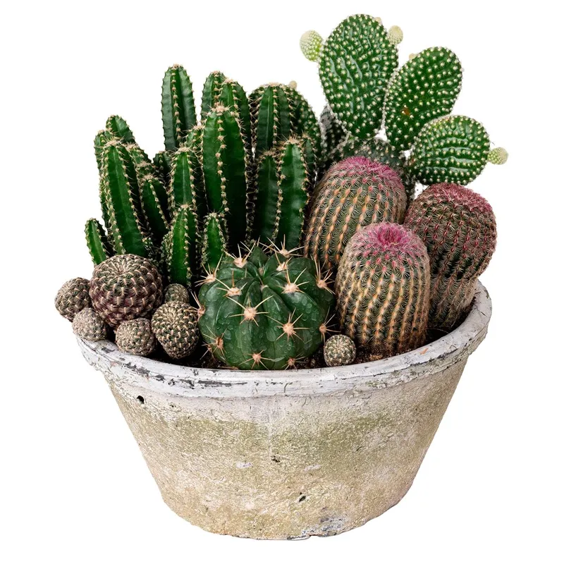 набор из кактусов в горшке