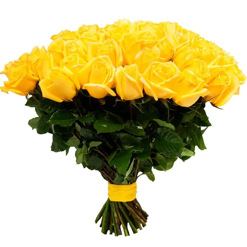 Розы Голландия желтые