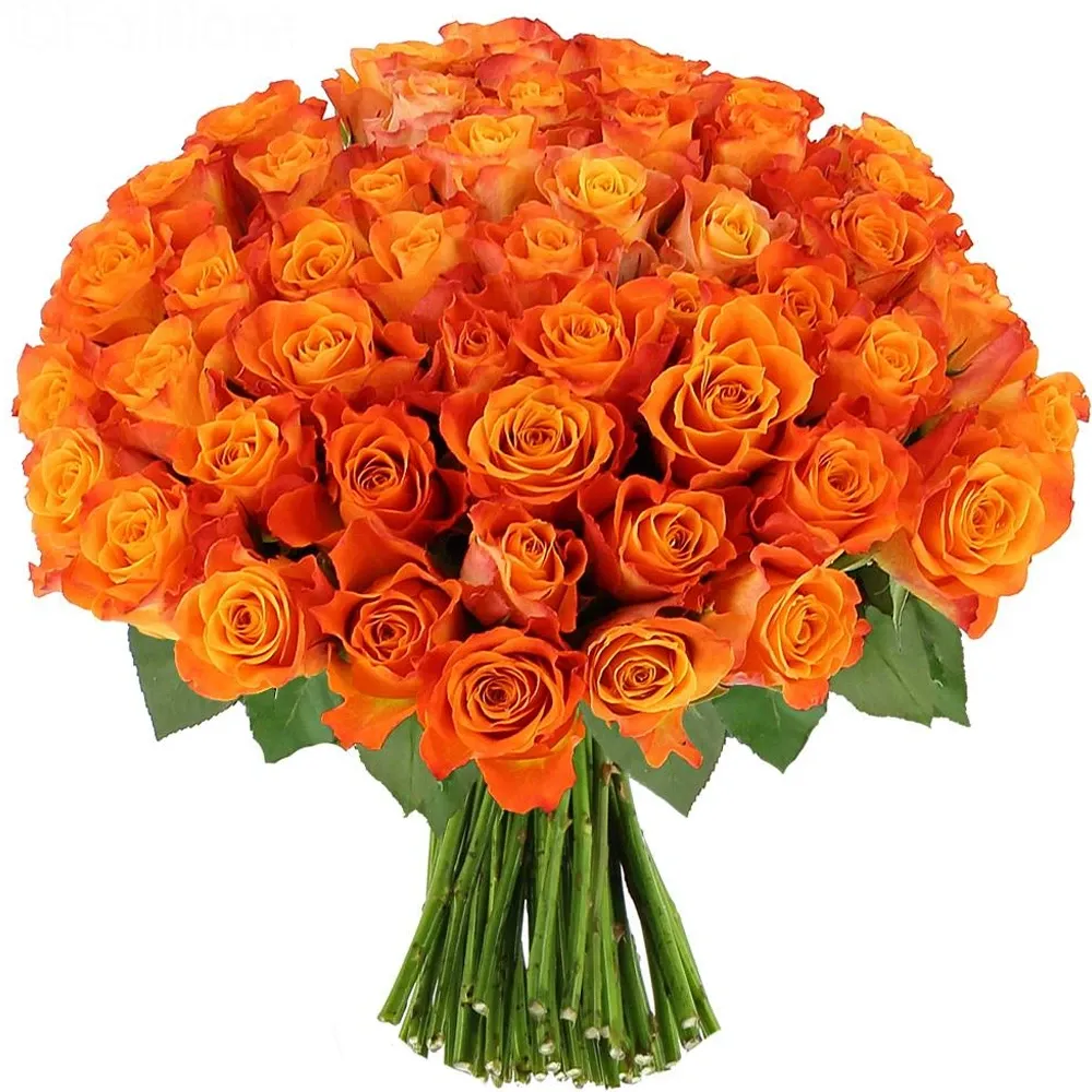 Розы Кения Оранжевые